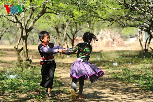 Spring has sprung on Moc Chau Plateau  - ảnh 5